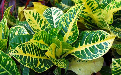 Frunze croton variate