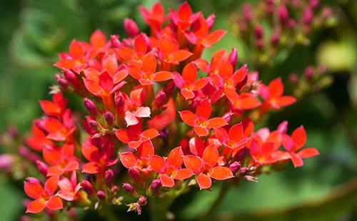 Ett gäng eleganta röda blommor