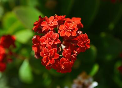 Röd Kalanchoe blomma