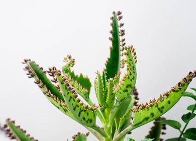 Feuilles décoratives avec des enfants