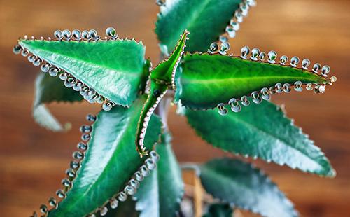 Feuilles succulentes saines