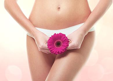 Gerbera en las manos