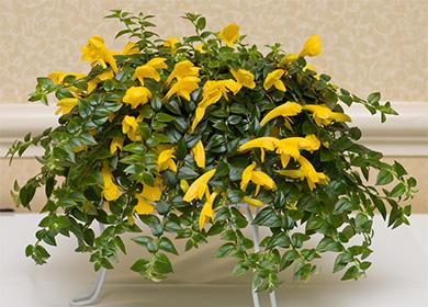 Columnae dans un pot