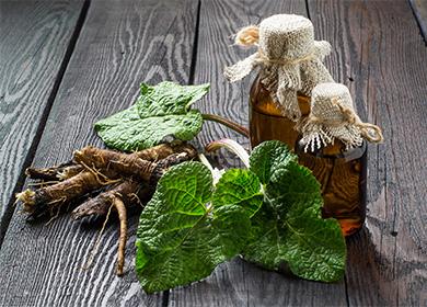 Les racines et les feuilles de bardane