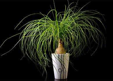 Nolina en una olla sobre un fondo negro