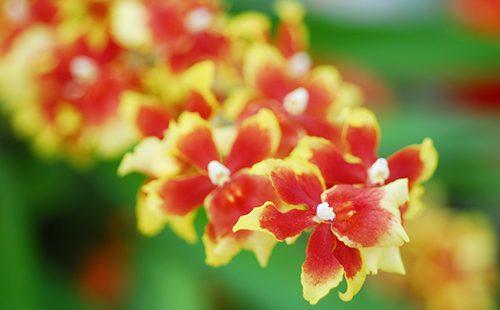 Oncidium à floraison printanière jaune-rouge