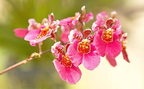 Oncidium rose