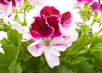 Floare luminoasă de pelargoniu cu flori mari