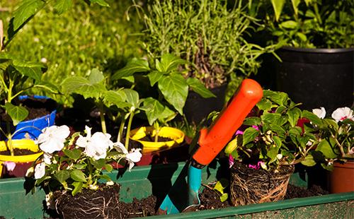 Transplant de balsam