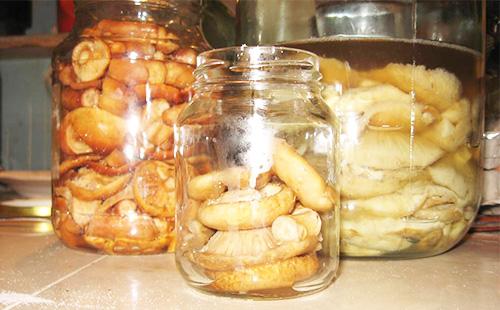 Spargerea ciupercilor în bănci