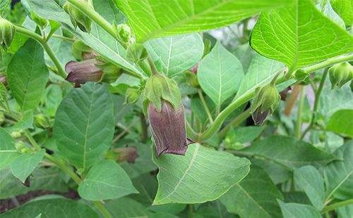 Plante beladanna