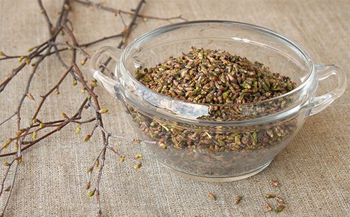 Brotes de abedul por escrito