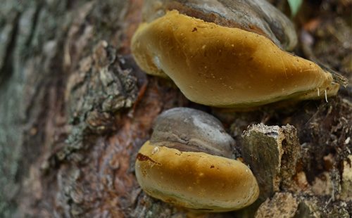 Две чага гъби на багажника