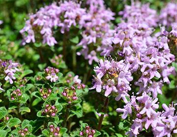 Blå timian blomster