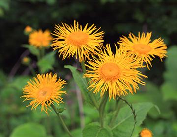 Jaune elecampane