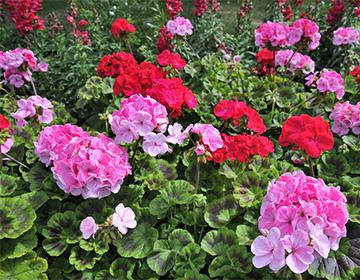Fleurs de géranium colorées