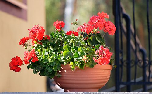 Géranium en pot