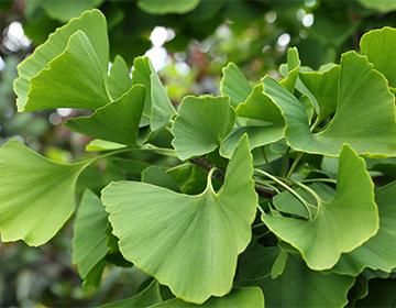 Planta Ginko biloba