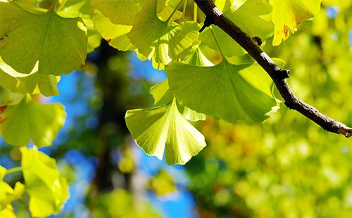 Frunze de Ginko Biloba