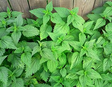 Brændenælde under hegnet