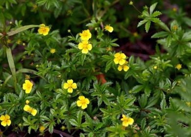 Cinquefoil este erect
