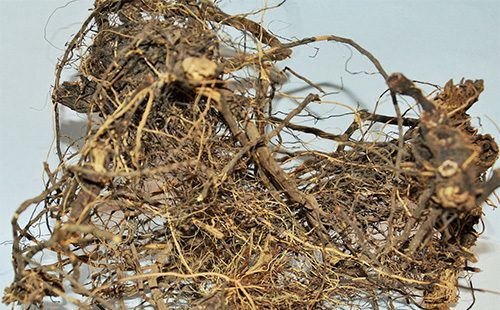 Arrel Maral a la taula