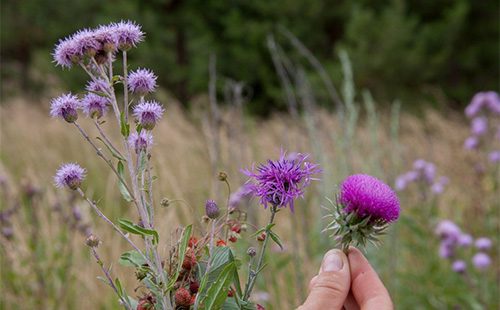 Arrel maral de plantes florals