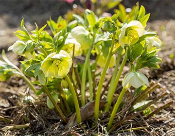 Kaukasisk hellebore
