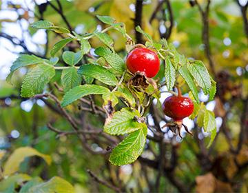 Rosehip i haven