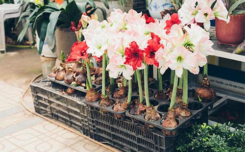 Amarilis sa isang kahon