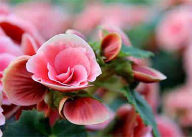 Rosa begonia blomma