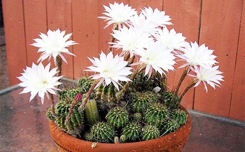 Mga Bulaklak na Echinopsis Cactus