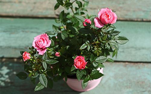 Rose rose d'intérieur