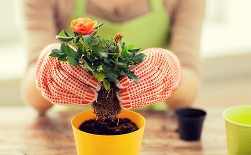 Transplanter une chambre rose