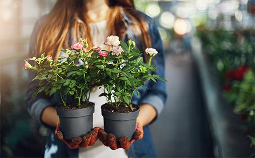 Deux pots avec une chambre se sont levés entre les mains d'une fille
