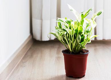 Inlagd scindapsus växt