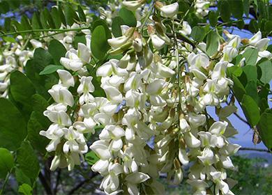 Japanske sophora blomster
