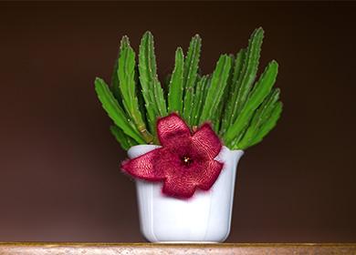 Inlagd stapelia
