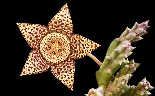 Fleur de stapelia