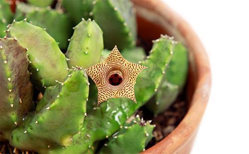 Stapelia succulente dans un pot