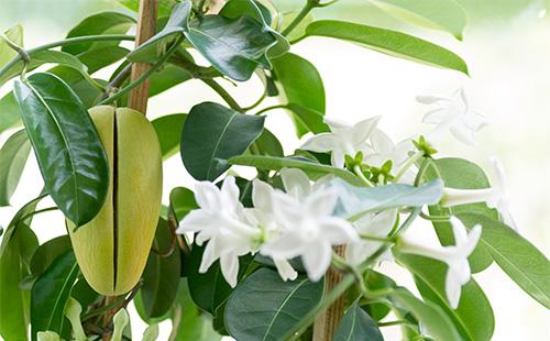 Fleurs et fruits de stefanotis