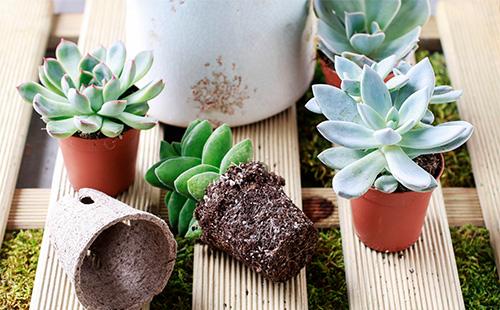 Trasplante de echeveria