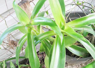 Gylden bart i en gryde