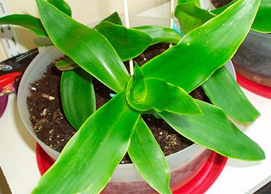 Plante moustache d'or