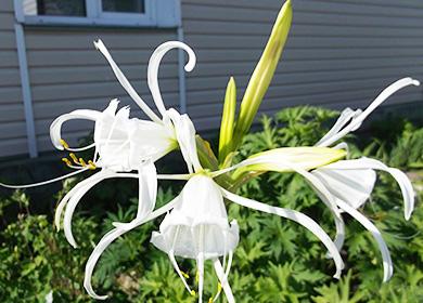 Gimenokallis blommor