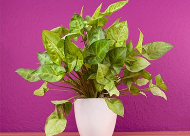 Syngonium i en kruka