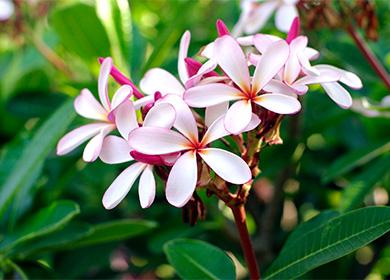 Plumeria krukväxtblommor