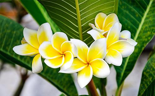 Dilaw na bulaklak ng plumeria