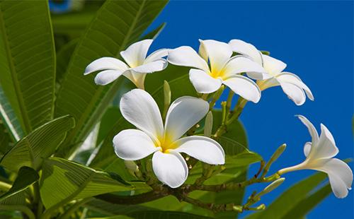 Inflorescence ng White Plumeria