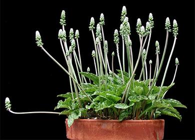 Dreamiopsis i en kruka